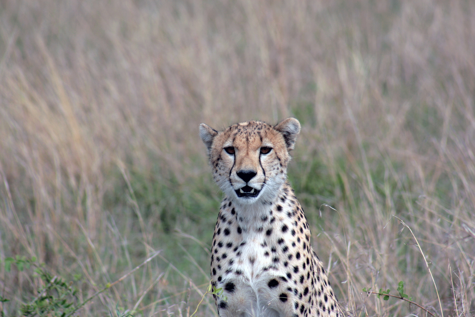 le guépard