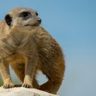 Le guet 2 (Suricata suricatta, suricate)