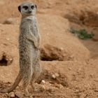 Le guet (Suricata suricatta, suricate)