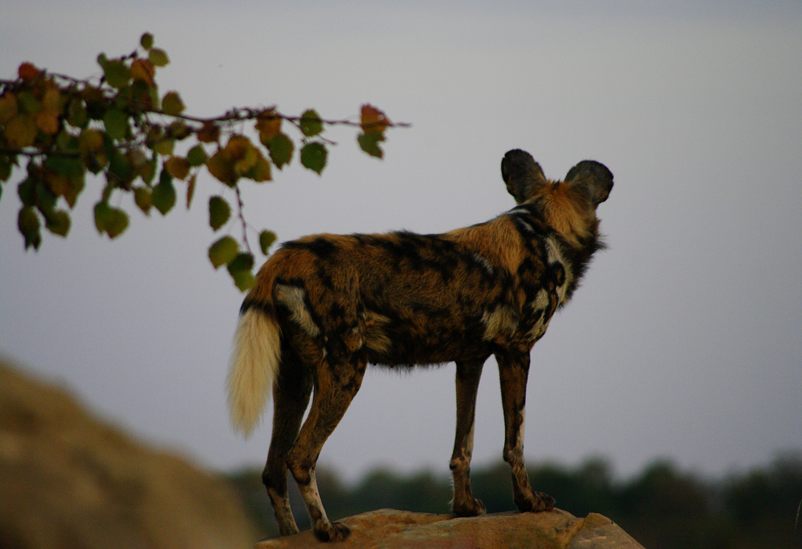 Le guetteur (Lycaon pictus, lycaon)