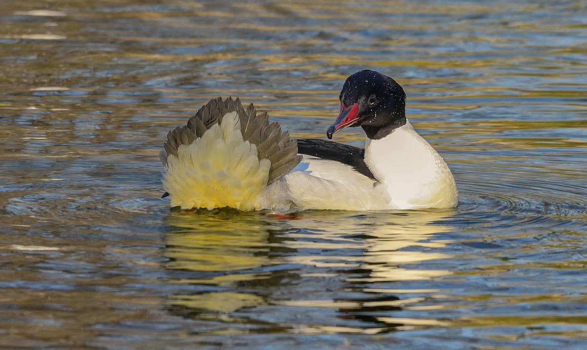 Le Harle et son beau plumage