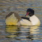 Le Harle et son beau plumage