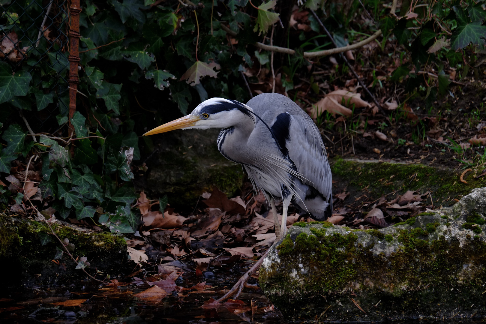 le Héron photo et image animaux, animaux sauvages, oiseaux Images