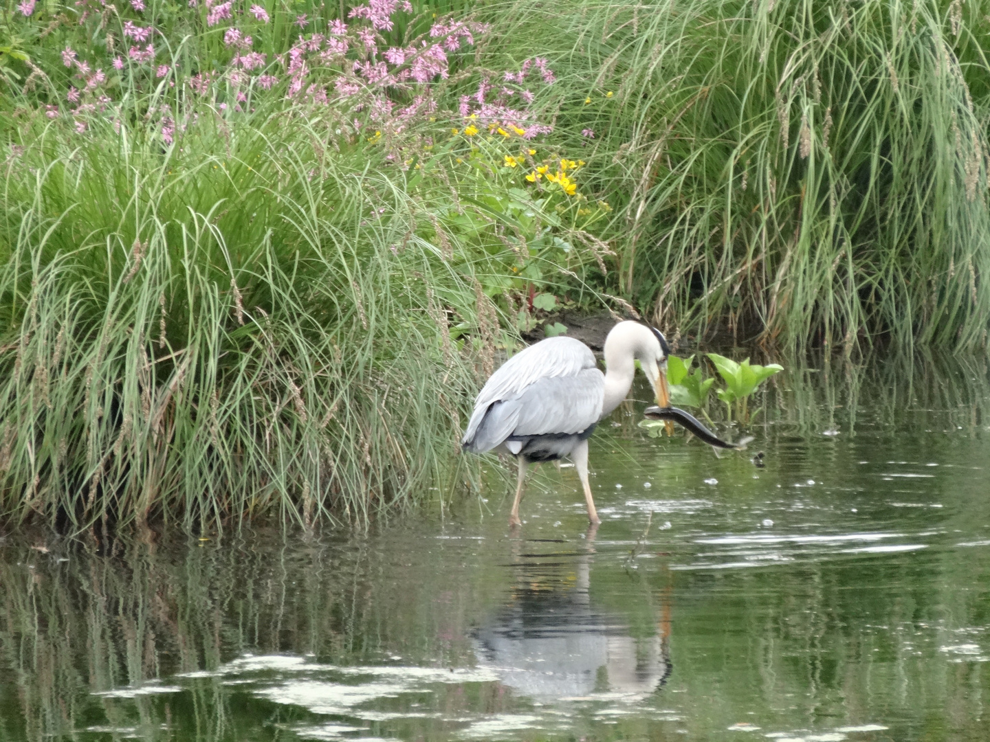 le heron ala peche