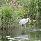 le heron ala peche