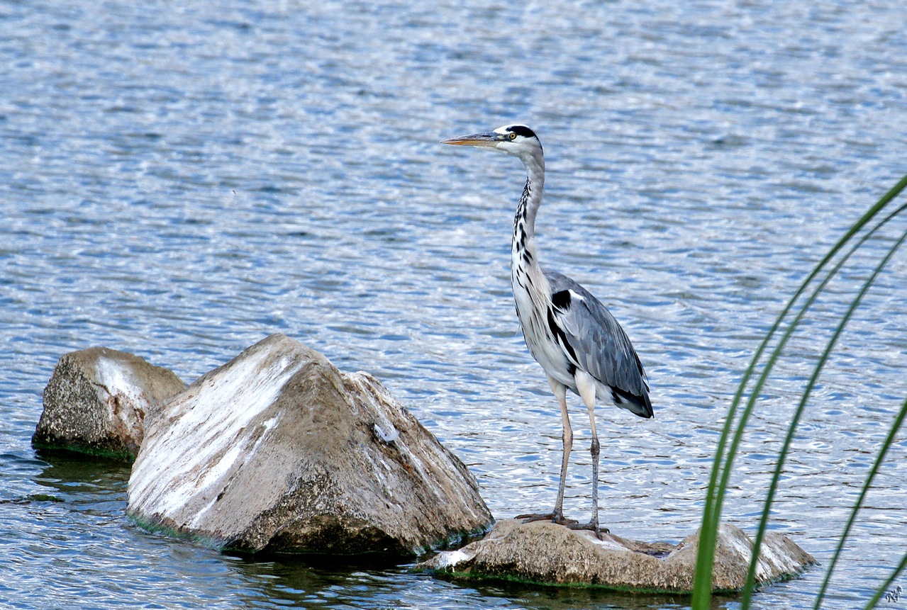 Le Héron au long bec........ de Mr de la Fontaine