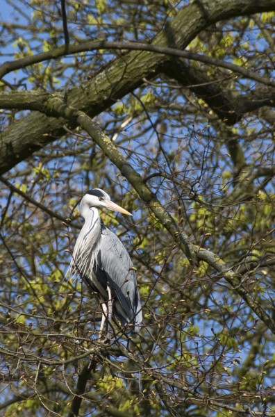 Le heron