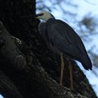 Le héron dans l'arbre