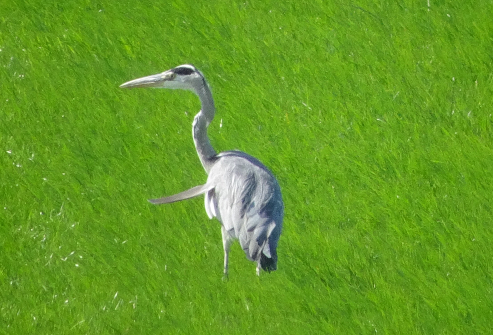 le heron dans les prairiesverte de lazeelande