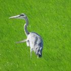 le heron dans les prairiesverte de lazeelande