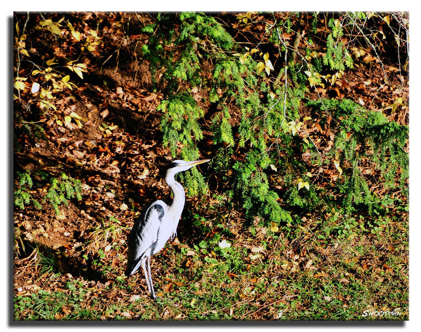 Le Heron de Boulogne...