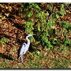 Le Heron de Boulogne...