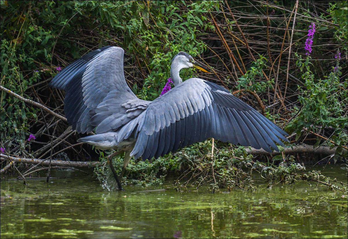 Le héron déploie ses ailes 