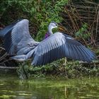 Le héron déploie ses ailes 