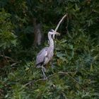 Le Heron des Ibis