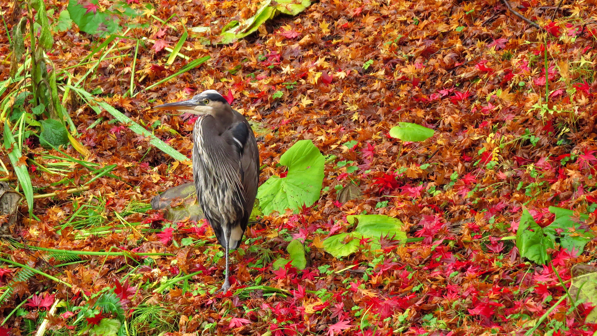 le héron en automne