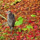 le héron en automne