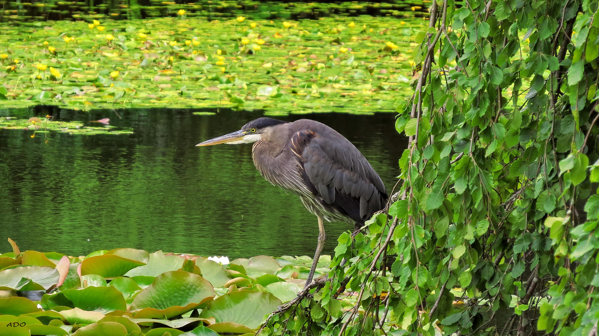 le heron en été 