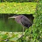 le heron en été 