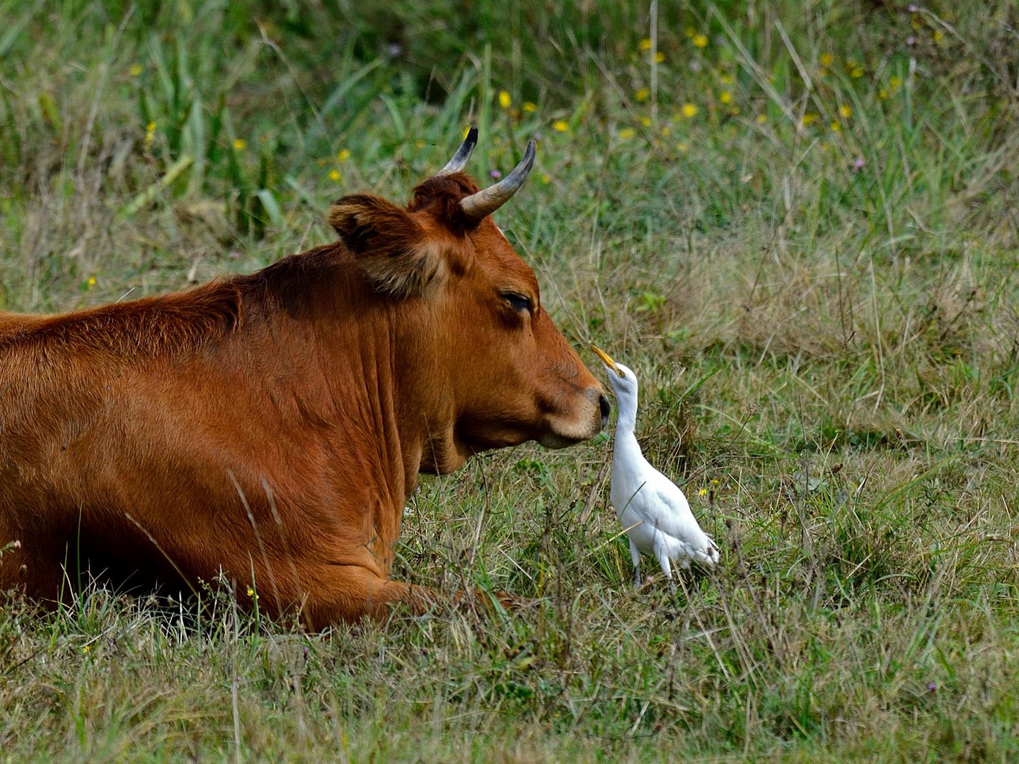 Le héron garde boeuf, un nom qui lui va parfaitement