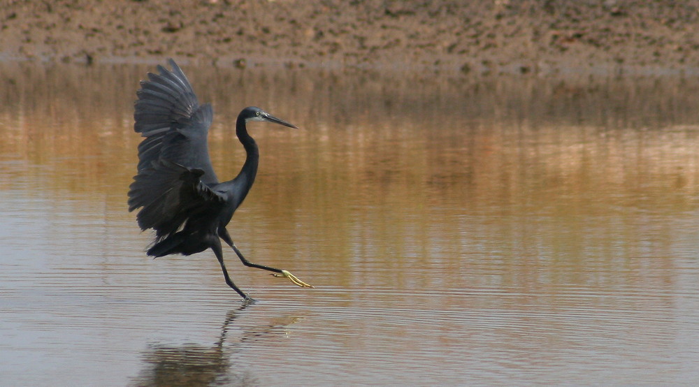 Le héron noir