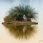 Le héron qui fait le paon