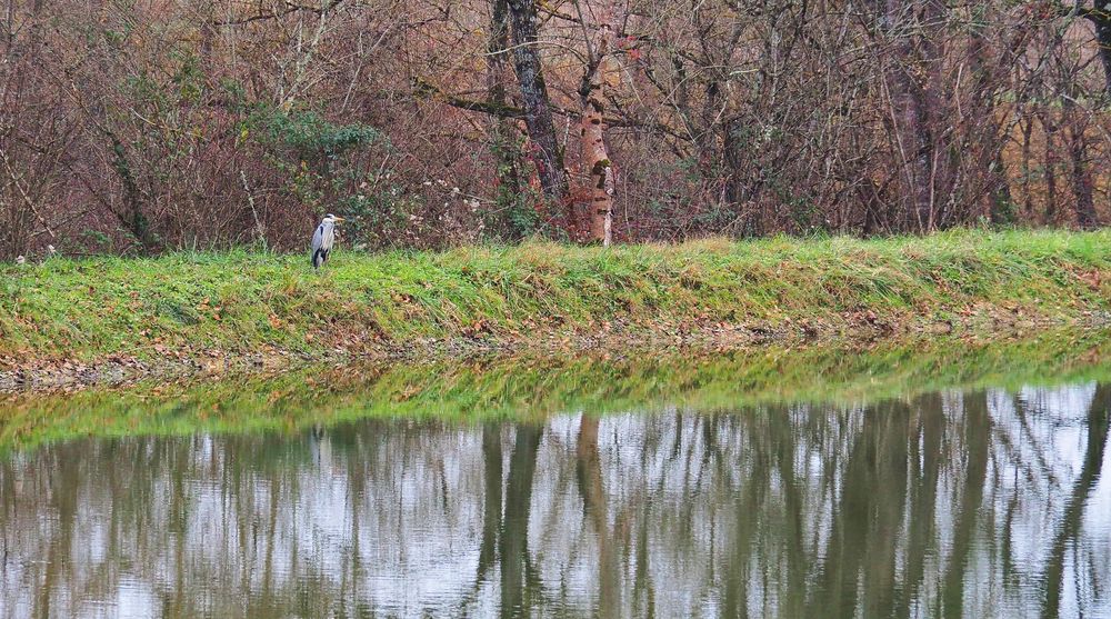 Le héron solitaire près de son étang