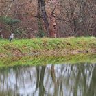 Le héron solitaire près de son étang