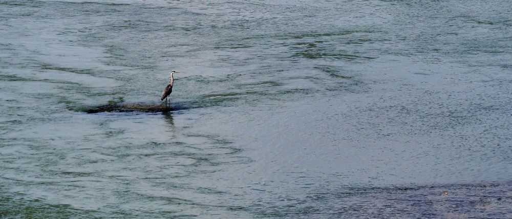 Le héron solitaire sur la Garonne