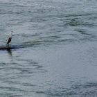 Le héron solitaire sur la Garonne