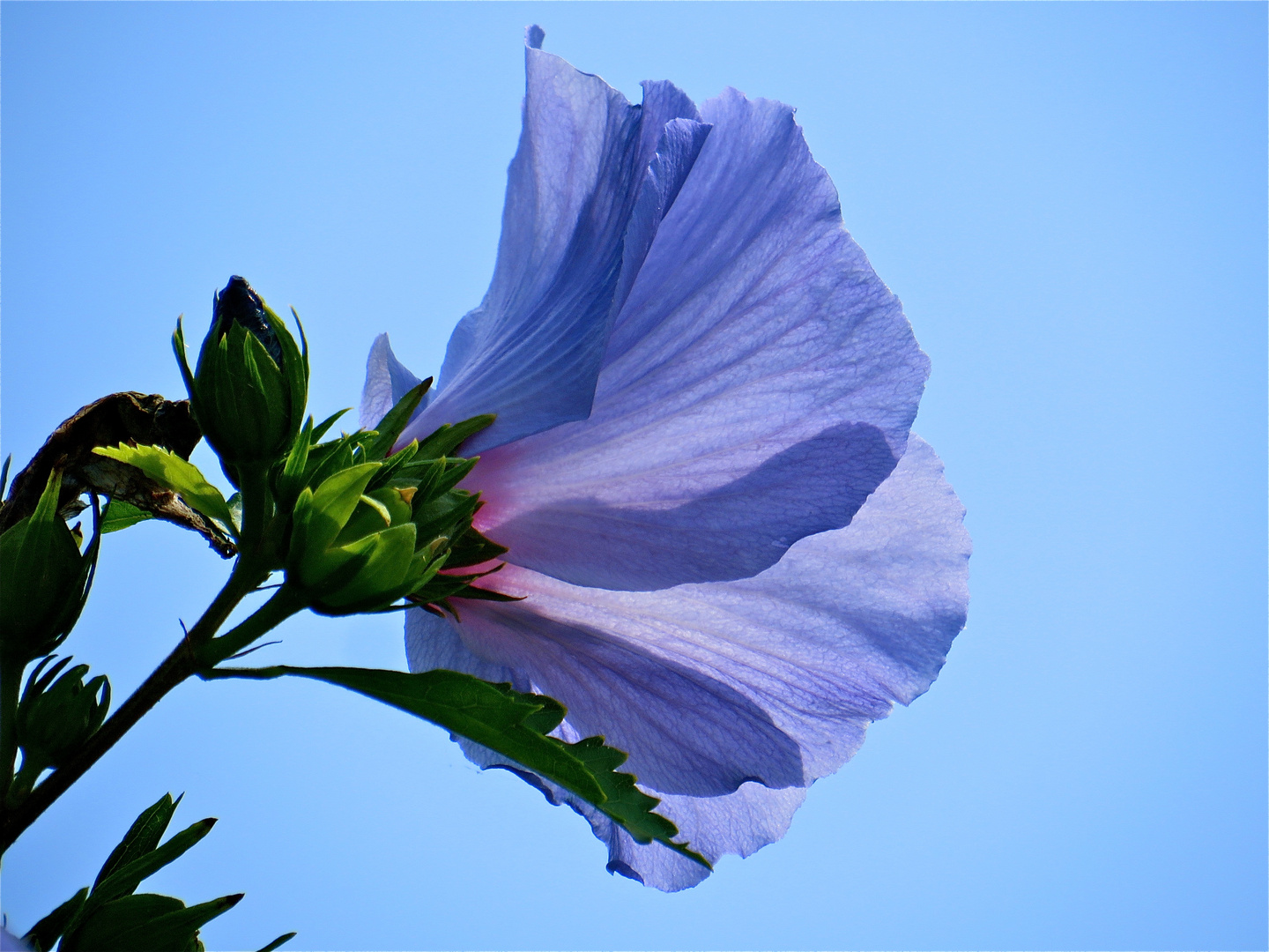 ...le hibiscus -bleu !!!...