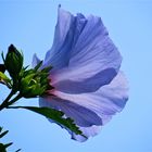 ...le hibiscus -bleu !!!...