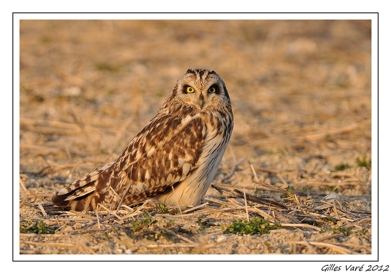 Le Hibou des Marais...