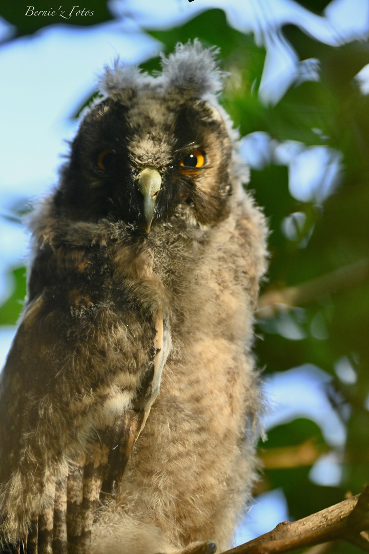 Le hibou moyen duc