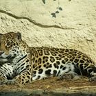 le jaguar