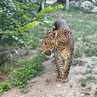 Le jaguar 