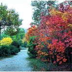 Le jardin aux couleurs