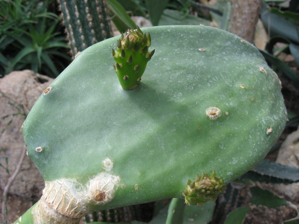 Le jardin botanique 22