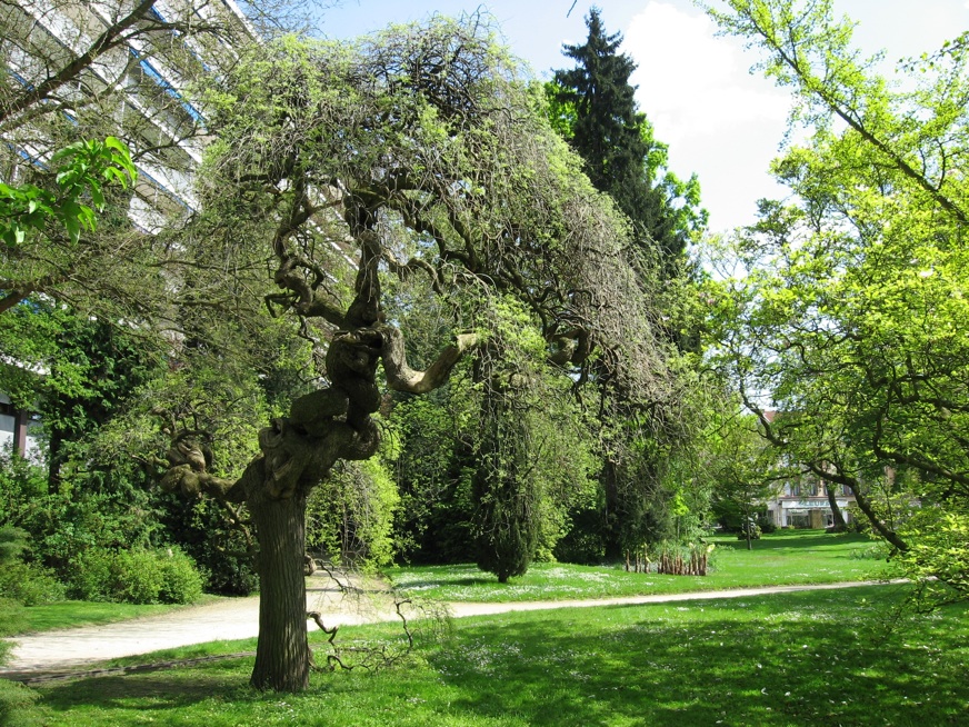 Le jardin botanique 29