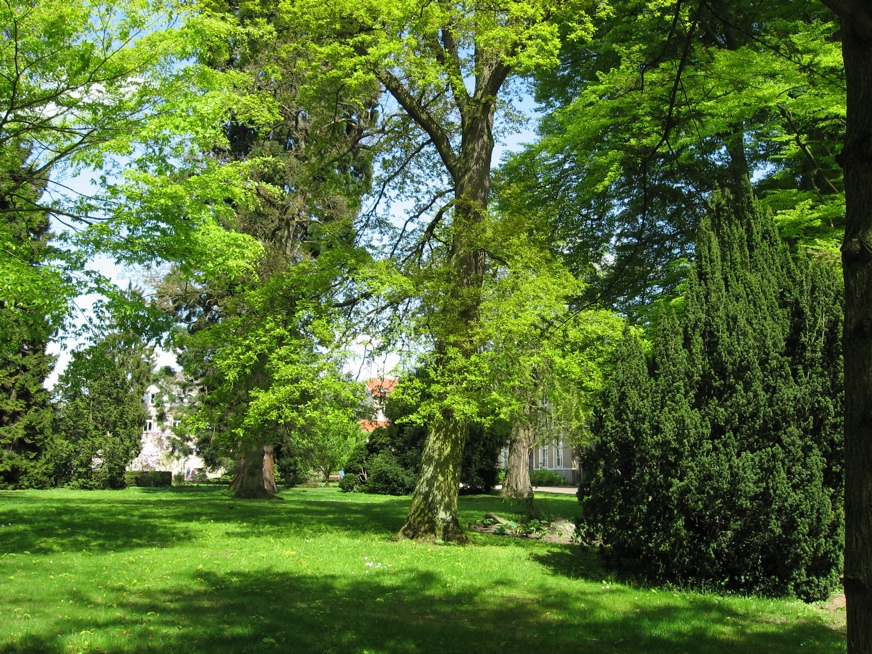 Le jardin botanique 41