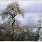 Le Jardin botanique