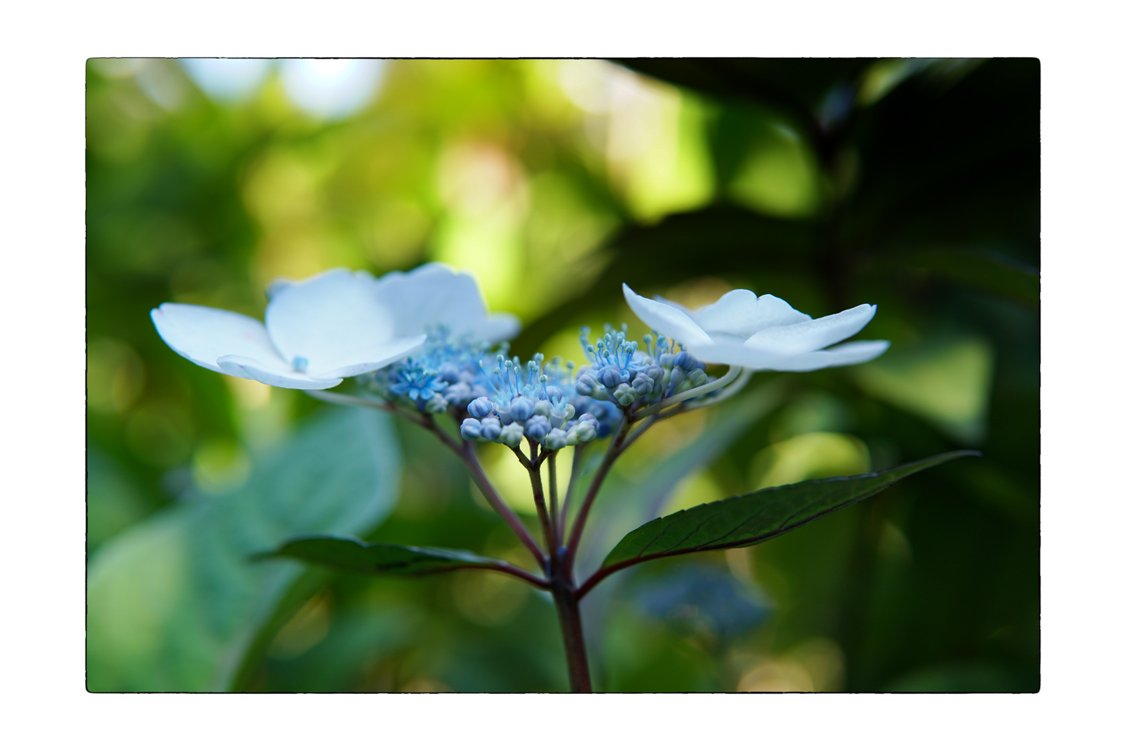 Le Jardin de Berchigrange_05