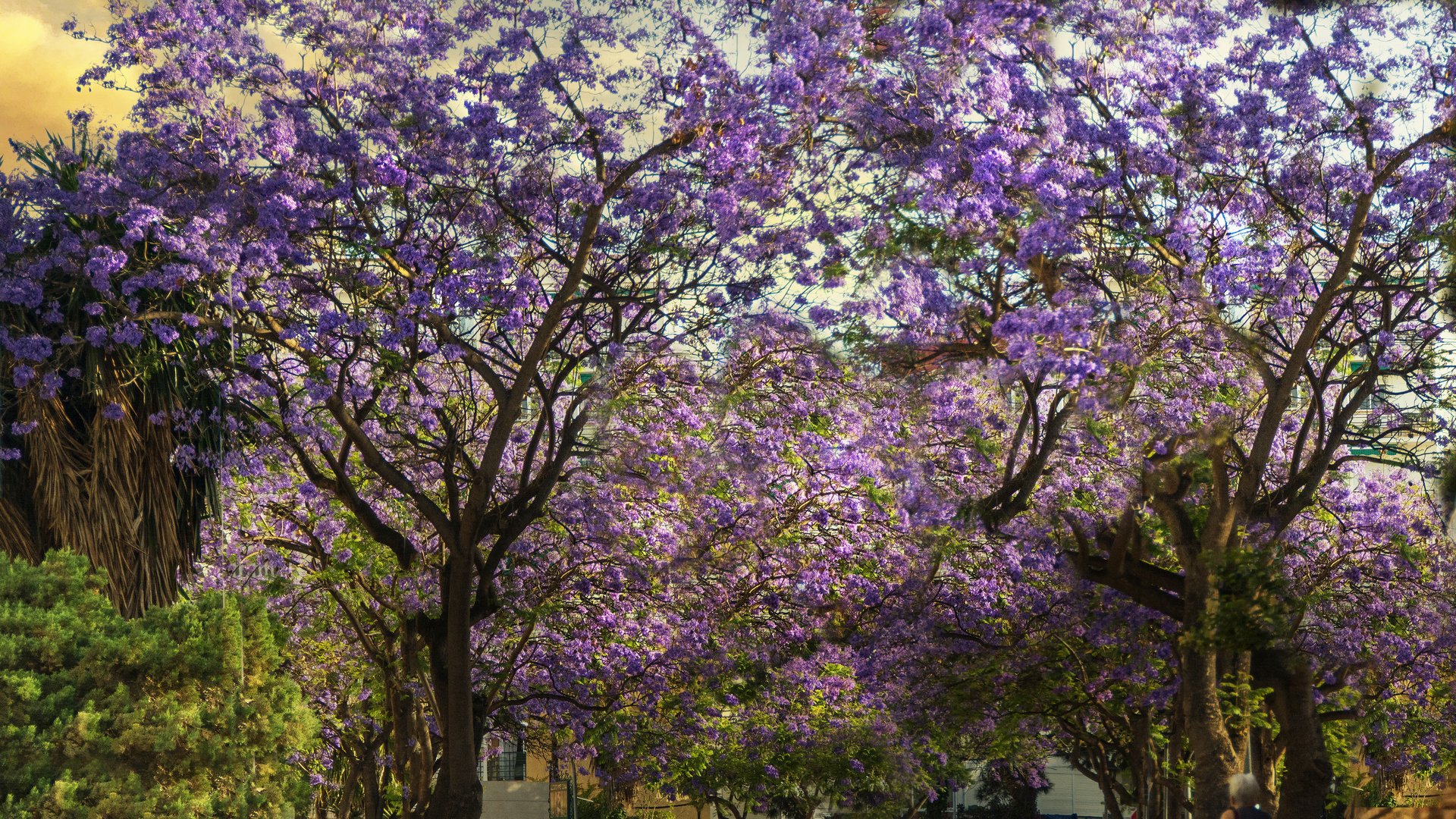 le jardin de Malaga