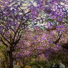 le jardin de Malaga