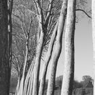 Le jardin de Versailles