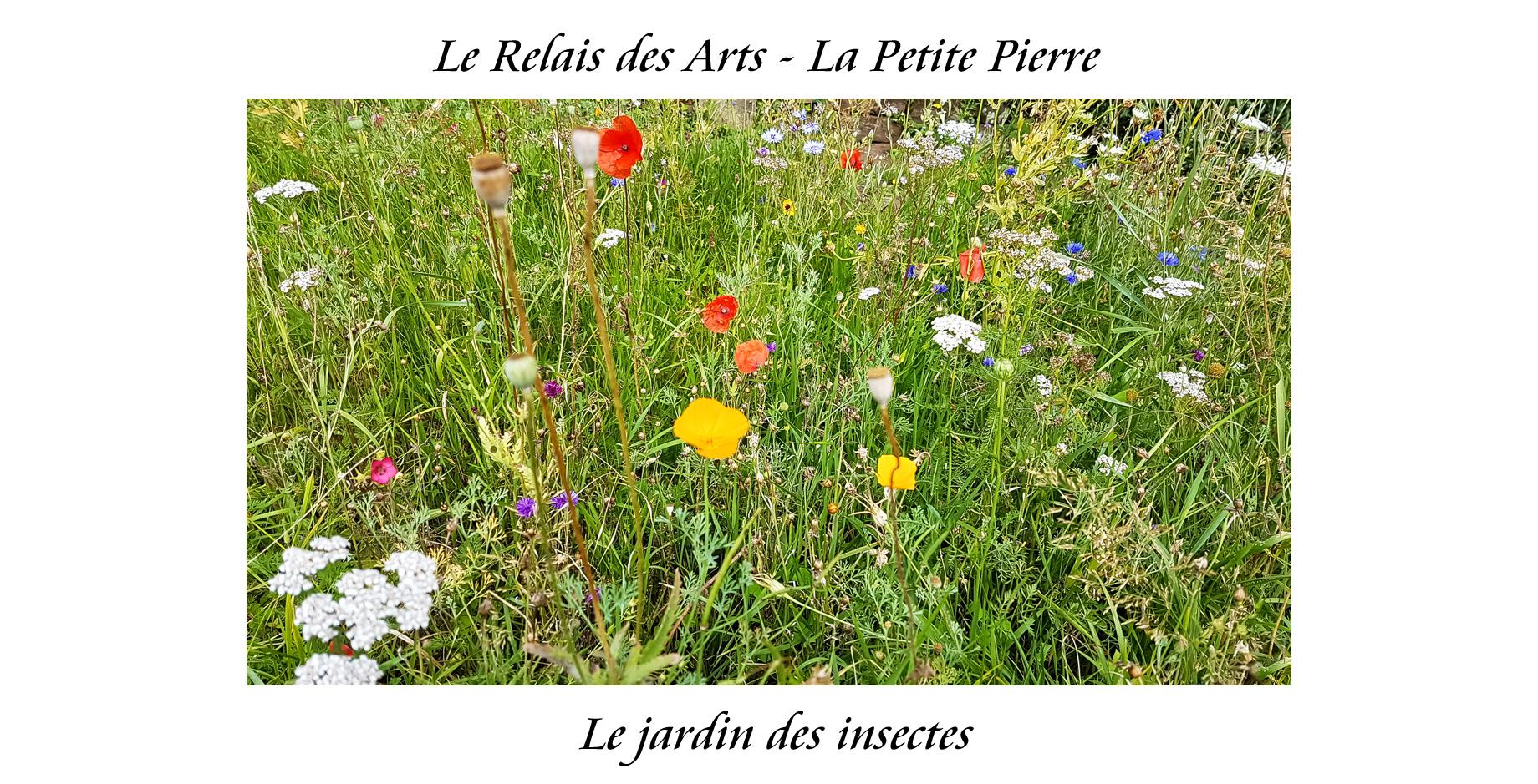 Le jardin des insectes