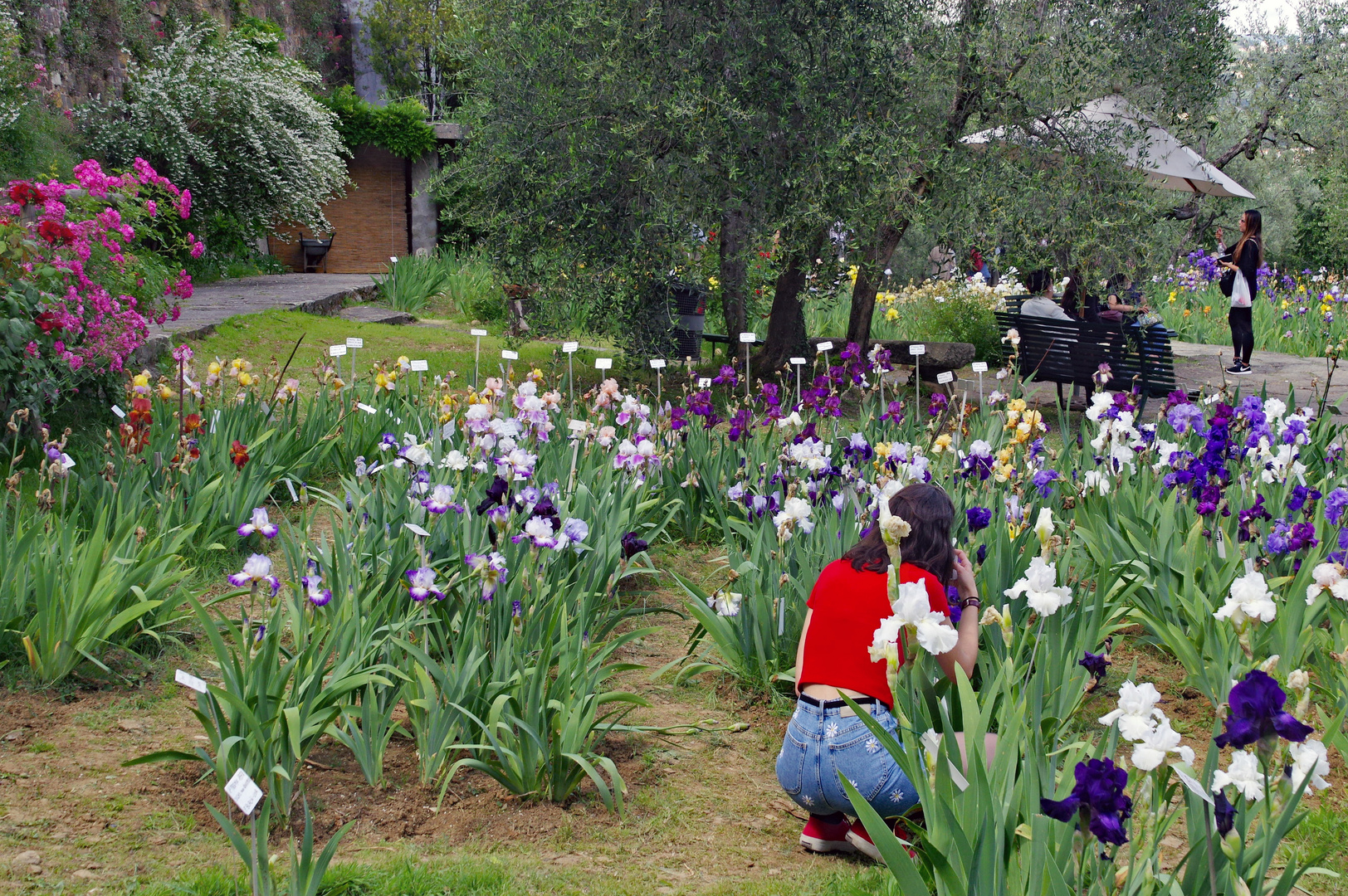 le jardin des iris  à florence .... ( fait partie de l UNESCO)