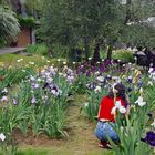 le jardin des iris  à florence .... ( fait partie de l UNESCO)