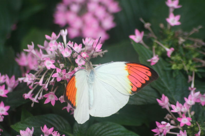 Le Jardin des Papillons Exotiques (1)