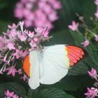 Le Jardin des Papillons Exotiques (1)